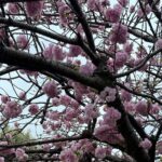 Variety of Tokyo or Yokohama Tours Customizable and Memorable - Customization: Tailoring Your Tokyo Experience