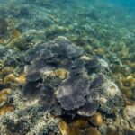 Vinh Hy Bay Snorkeling, Hidden Waterfall Discovery from Mui Ne - Final Thoughts: Is It Worth It?