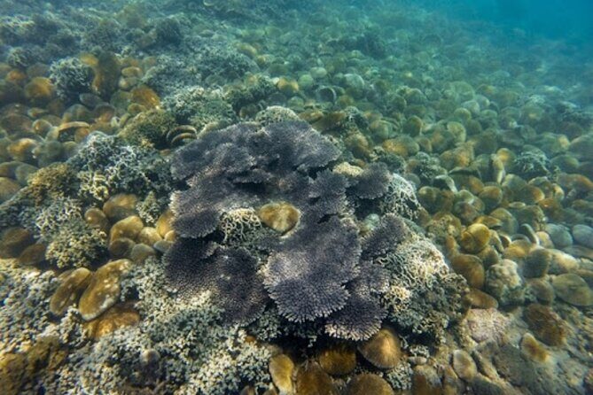 Vinh Hy Bay Snorkeling, Hidden Waterfall Discovery from Mui Ne - Final Thoughts: Is It Worth It?