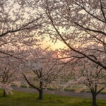 VIP Exclusive Hidden Niigata Tour with Artisans and Farmers - What Makes This Tour Special?