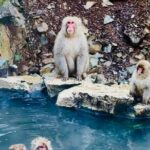 VIP Snow Monkeys Park Customized Private One Day Tour - Authentic Experience and Practical Tips