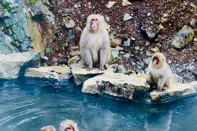 VIP Snow Monkeys Park Customized Private One Day Tour - A Deep Dive into the Experience