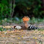 Walking Tour of Maharashatra Nature Park - Why Maharashtra Nature Park Is Worth Visiting