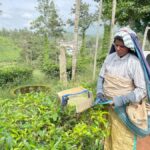 Wayanad: 2-Day Forest and Tribal Experience with Meals - Practical Details and What to Expect