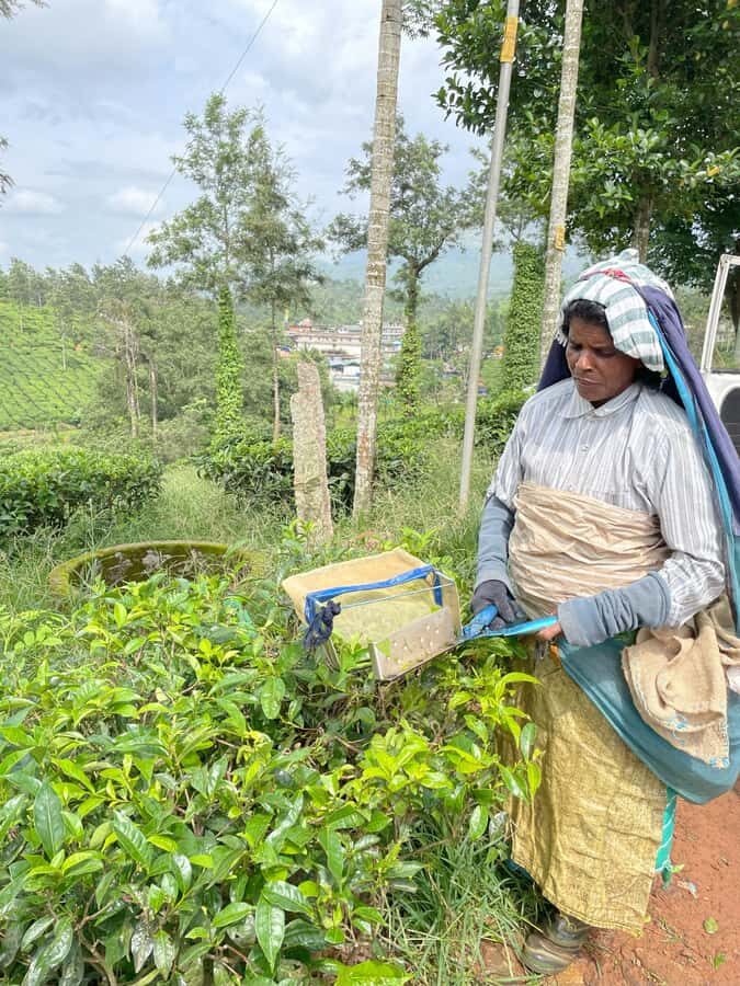 Wayanad: 2-Day Forest and Tribal Experience with Meals - Practical Details and What to Expect