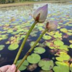 Weligama: Sunrise or Sunset Lotus Picking Canoe Tour - The Experience in Detail: Pros and Cons