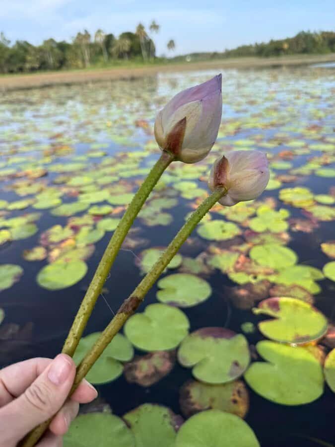 Weligama: Sunrise or Sunset Lotus Picking Canoe Tour - The Experience in Detail: Pros and Cons
