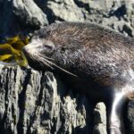 Wellington: Half Day Seal Coast Safari - The Value of This Tour
