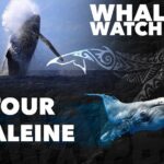 WHALE TOUR - Watching and Swimming with Whales - Authentic Experiences and Traveler Insights