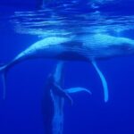 Whale watching 6 people half day - The Experience: What You Can Expect