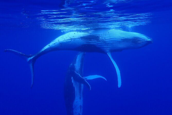 Whale watching 6 people half day - The Experience: What You Can Expect
