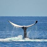 Whale Watching Busselton - Why This Tour Offers Great Value