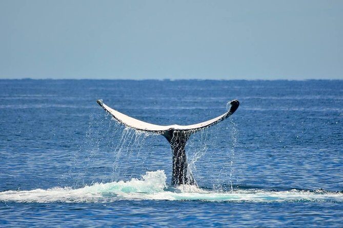 Whale Watching Busselton - Why This Tour Offers Great Value