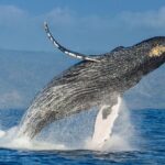 Whale watching + cay raised from Punta Cana - Who Will Appreciate This Tour?