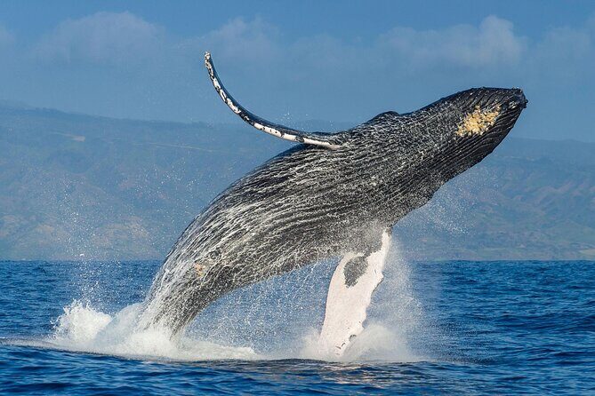 Whale watching + cay raised from Punta Cana - Who Will Appreciate This Tour?