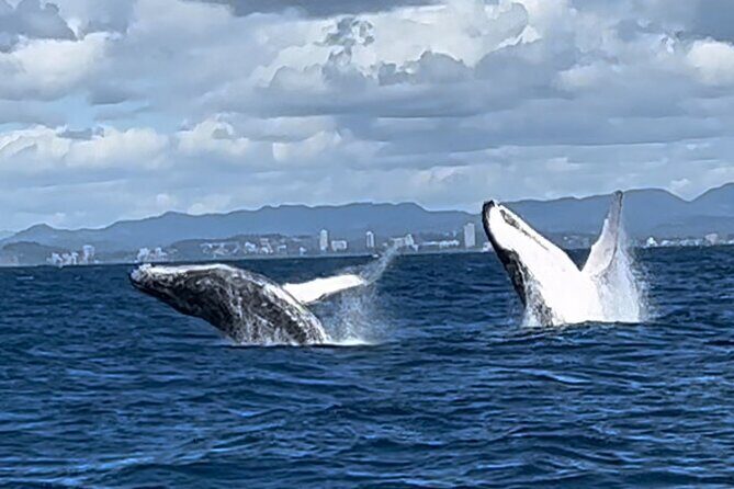 Whale Watching Cruise on the Gold Coast - Who Will Love This Tour?