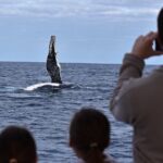 Whale Watching in Augusta Humpback and Southern Right Whales - Who Is This Tour Best For?