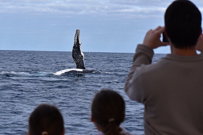 Whale Watching in Augusta Humpback and Southern Right Whales - Who Is This Tour Best For?