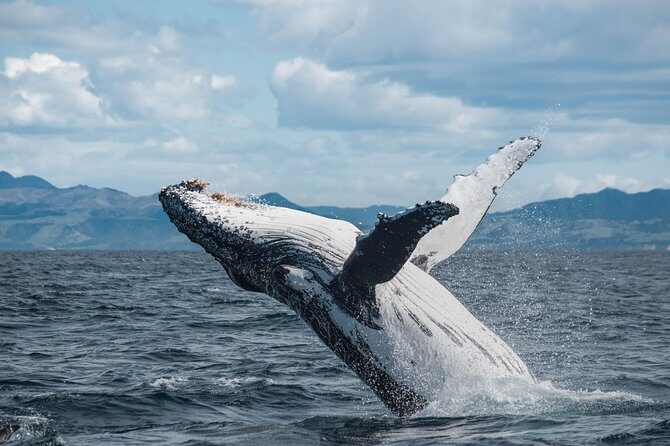 Whale Watching in Kaikoura by Boat - The Value of This Whale Watching Experience