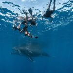 Whale Watching in Moorea  Half-Day Private Tour - Breakdown of the Itinerary
