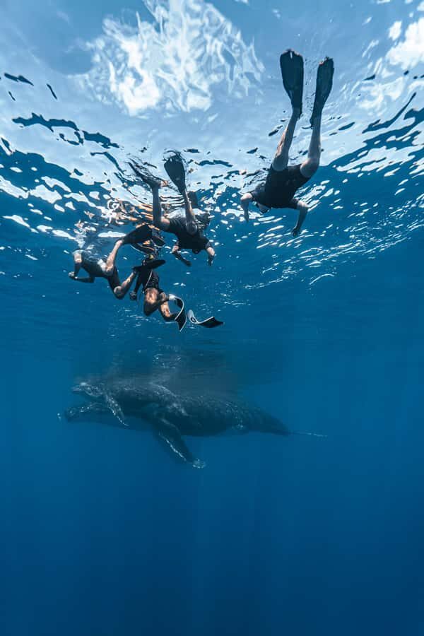Whale Watching in Moorea  Half-Day Private Tour - Breakdown of the Itinerary