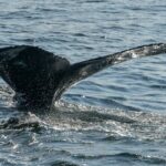 Whale Watching in Samana with Boat Tour - What Travelers Say