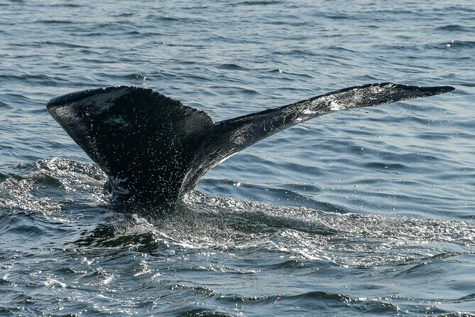 Whale Watching in Samana with Boat Tour - What Travelers Say