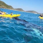 Whale Watching Ocean Kayak + Great Beach Drive Adventure - The Value and Overall Impressions