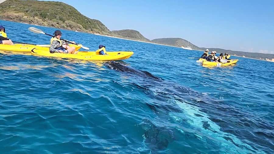 Whale Watching Ocean Kayak + Great Beach Drive Adventure - The Value and Overall Impressions