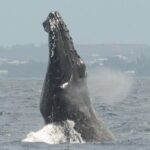 Whale Watching on Coral Princess in Bermuda - What Reviewers Say