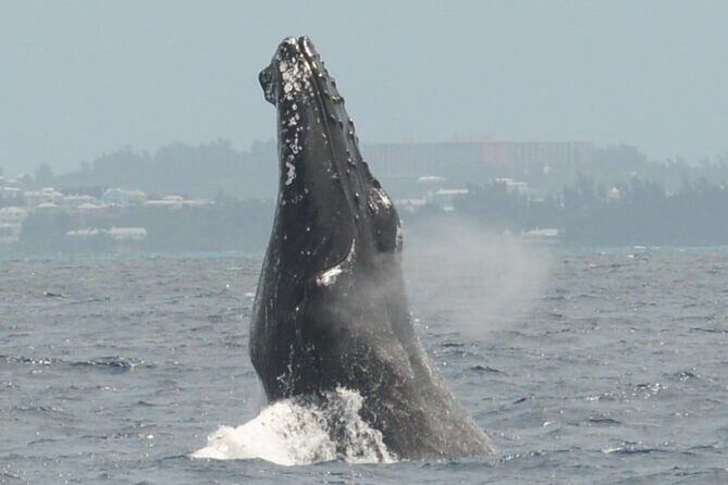 Whale Watching on Coral Princess in Bermuda - What Reviewers Say