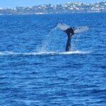 Whale Watching on Sundeck in Bermuda - Frequently Asked Questions