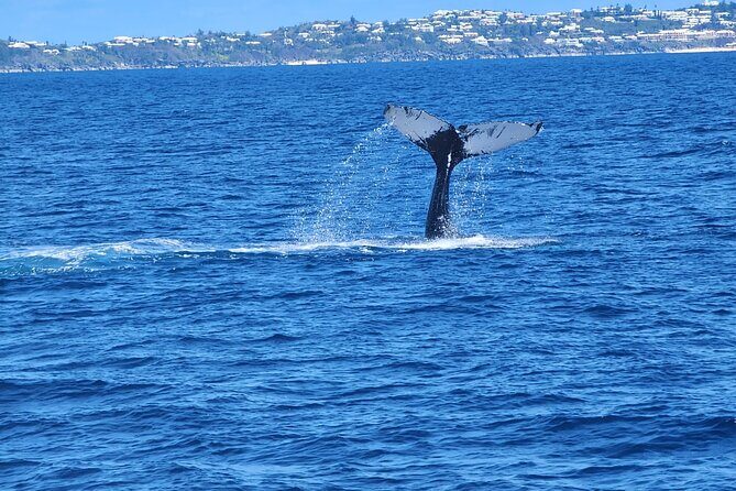 Whale Watching on Sundeck in Bermuda - Frequently Asked Questions