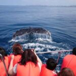 Whale watching tours departing from Naha - The Itinerary: What to Expect from Start to Finish