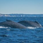 Whales of Sydney Sea Safari - Who Will Love This Tour?