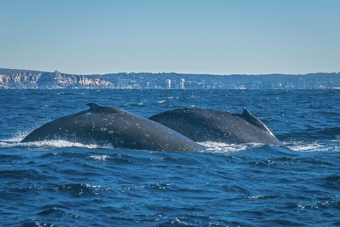 Whales of Sydney Sea Safari - Who Will Love This Tour?