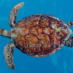 Whisper Cruises - One-Hour Turtle Spotting Bay Cruise - The Sum Up