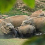Wild Life Anakulam Jeep Safari - Introduction: What Makes This Tour Stand Out?