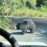 Wild Life Jeep Safari Tour at Bannerghatta with Private Transfer - What You Can Expect: From Animals to Convenience