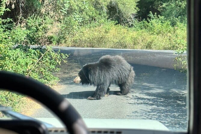 Wild Life Jeep Safari Tour at Bannerghatta with Private Transfer - What You Can Expect: From Animals to Convenience