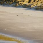 Wildlife and Penguin Tour - Who Is This Tour Best For?