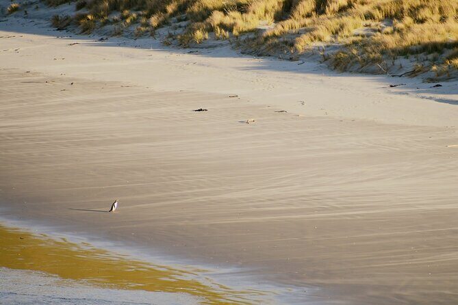 Wildlife and Penguin Tour - Who Is This Tour Best For?