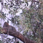 Wildlife Jungle Jeep Safari Ranipur Range, Rajaji National Park - Insights from Reviews