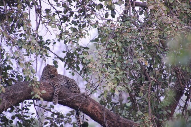 Wildlife Jungle Jeep Safari Ranipur Range, Rajaji National Park - Insights from Reviews