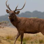 Wildlife Sri Lanka: 10-Day All-Inclusive Luxury Tour - What We Love About the Tour