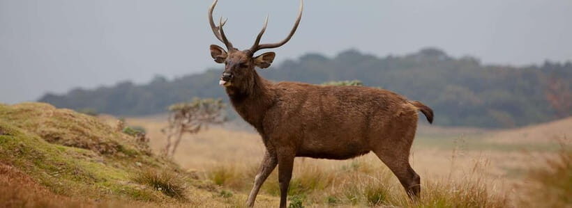 Wildlife Sri Lanka: 10-Day All-Inclusive Luxury Tour - What We Love About the Tour