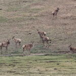 Wildlife Watching Day Tour at Hustai National Park - What Reviewers Say