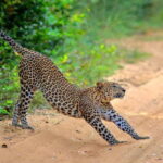 Wilpattu: Jeep Safari Day Tour From Trincomalee or Pasikudah - Overview of the Wilpattu Jeep Safari Experience