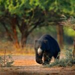 Wilpattu National Park 4-Hours Safari | with Naturalist - Pricing & Value