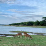 Wilpattu National park - All Inclusive Safari Day Tour - What We Loved & What to Consider